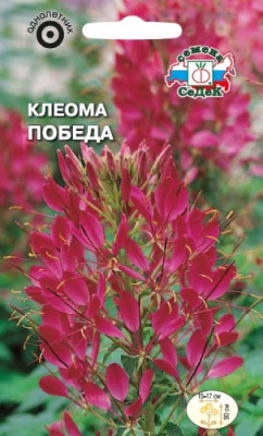 Клеома Победа (вишневая)