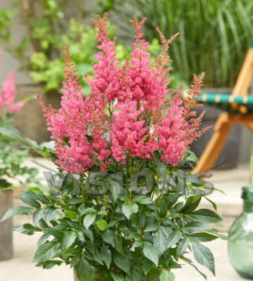 Астильба Лаки Дэй (в упаковке 2шт) цена за 2шт