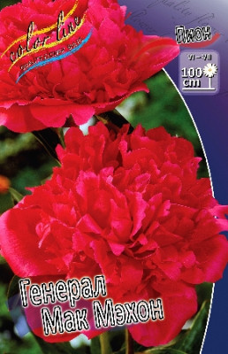 Пион Генерал Мак Мэхон (1шт) 1121