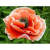 Гладиолус Фриззлд Оранж (1шт) 5412