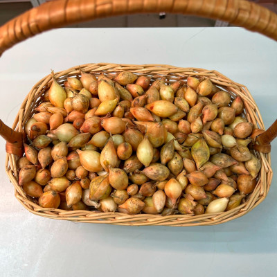 лук Севок Шекспир 10-21 Голландия