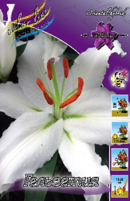 Лилия Гельветия (1шт) 416