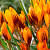 Крокус Оранж Монарх (5шт)
