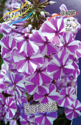 Флокс Наташа (1шт) 3756