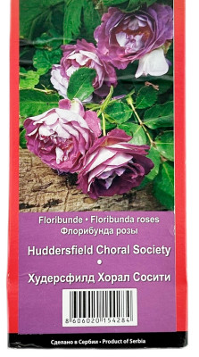Роза флорибунда ХУДЕРСФИЛД ХОРАЛ СОСИТИ