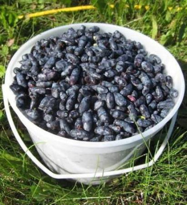 Жимолость Бакчарская Юбилейная