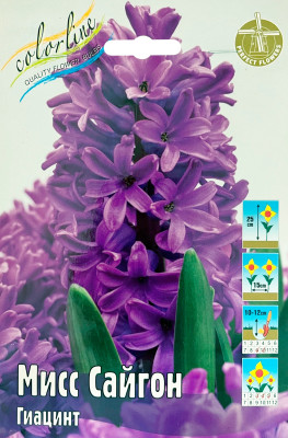Гиацинт Мисс Сайгон