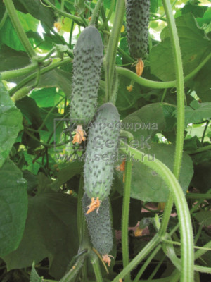 огурец Бетховен  F1 (Евро, 8; 1244)