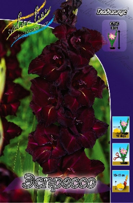 Гладиолус Эспрессо (1шт) 1003