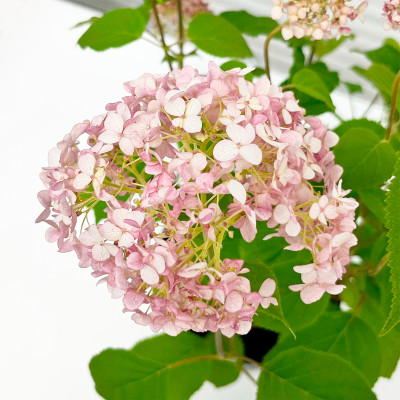 Гортензия древовидная Кандибелле Сперминт (4)