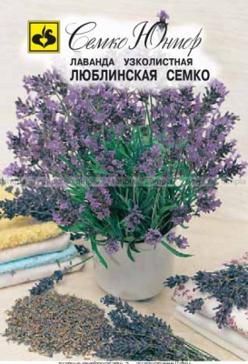 Лаванда Люблинская Семко