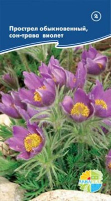 Прострел Сон трава фиолетовый