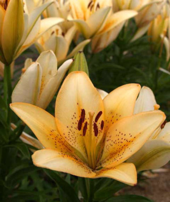 Лилия Боллрум 12/14 (1шт) 3690