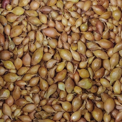 лук Севок Румба Голландия