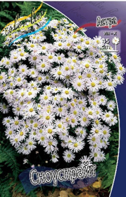 Астра Сноуспрайт (1шт)