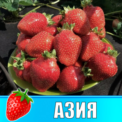 Земляника (Клубника) Азия в стаканчике