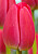 Тюльпан Ред Праид (1шт) 7396