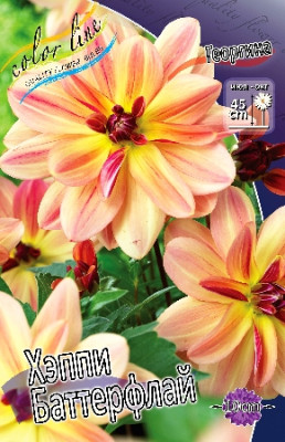 Георгина Хэппи Баттерфлай (1шт) 7154