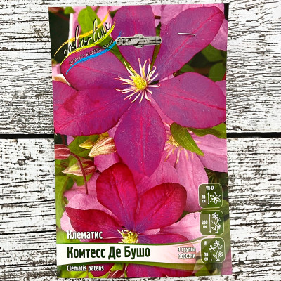 Клематис КОМТЕСС ДЕ БУШО (3 группа обрезки)