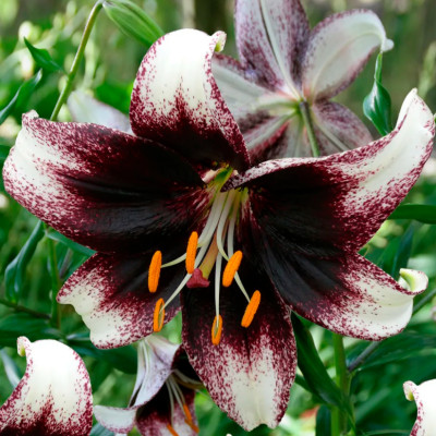 Лилия Стракьятелла Евент (1шт)