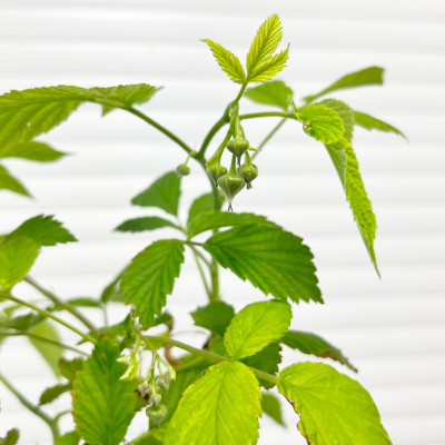 Малина Лячка 5675 (3)