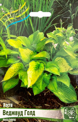 Хоста Веджвуд Голд (1шт)