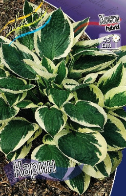 Хоста Карин (3) 1689