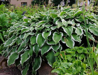 Хоста Американ Хало 1шт