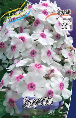 Флоксы Европа (1шт) 2394