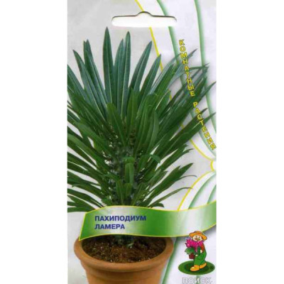 Пахиподиум Ламера*