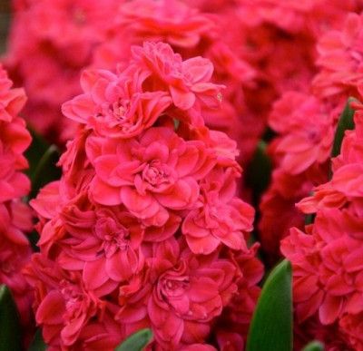 Гиацинт Холлихок (1шт) 2358