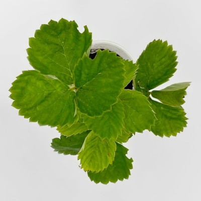 Клубника Дар Земклуника (2)