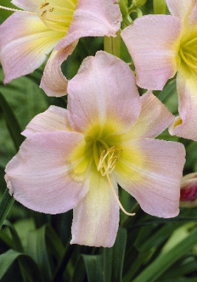 Лилейник Кетрин Вудбери 5шт 1692