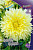 Георгин Канари Фубуки (1шт) 3604