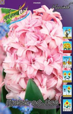 Гиацинт Спринг Бьюти (1шт)