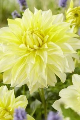 Георгина Ла Луна (1шт) 8665