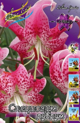 Лилия Специозум Рубрум (1шт) 488