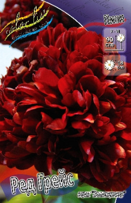 Пион Ред Грэйс (1шт) 7031