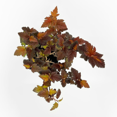 Пузыреплодник Амбер Юбилей (3)