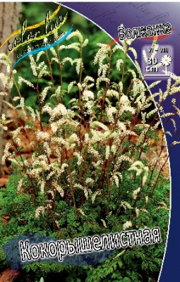 Волжанка Кокорышелистная (в упаковке 1шт)