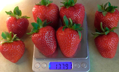 Земляника (Клубника) Бравура в кассете