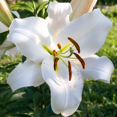 Лилия Притти Вумен (1шт) 3724