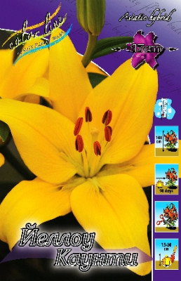 Лилия Йеллоу Каунти (1шт) 7180