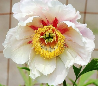 Пион Хелен Мартин (1шт) Р-102