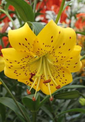 Лилия Перл Дженифер (1шт) 2887