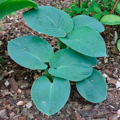 Хоста Блю Маммос (1шт) Хоста Блю Маммос (1шт)