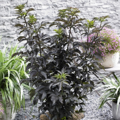 Бузина черная Блэк Тауэр 7346