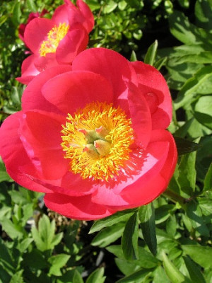 Пион Флэйм (1шт)