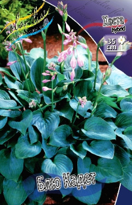 Хоста Блю Кадет (5шт) 2362