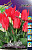 Тюльпан Али Баба (1шт) 3311